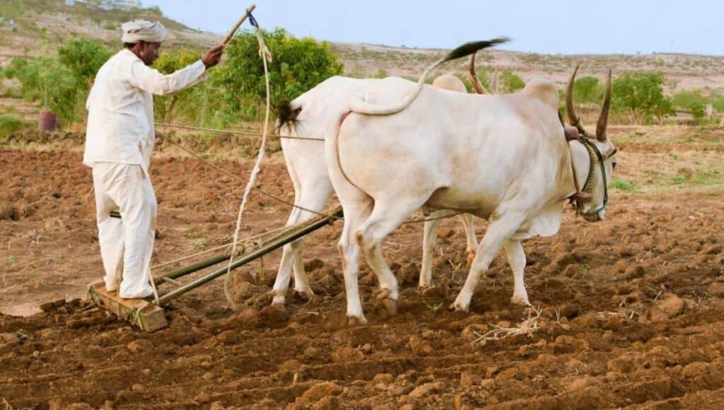 Bail Jodi Yojana: परंपरागत किसानों के लिए सरकार की 30,000 रुपये की सौगात